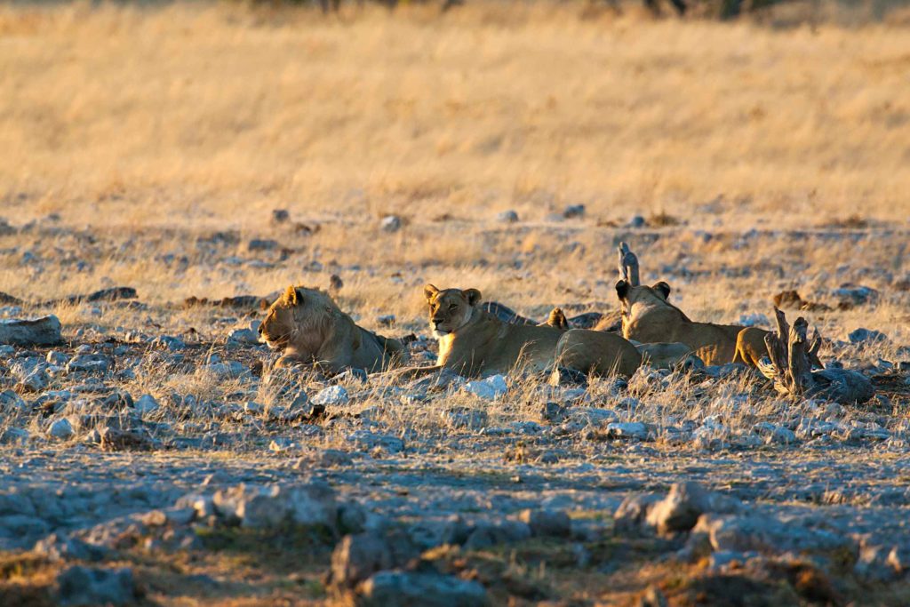 Halali Resort - Namibia Wildlife Resorts